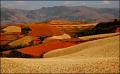 422 - YELLOW FIELD - WEI-YI LOU - taiwan